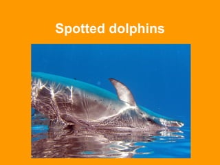 Spotted dolphins 