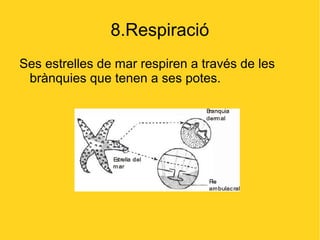 8.Respiració
Ses estrelles de mar respiren a través de les
 brànquies que tenen a ses potes.
 