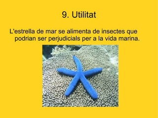 9. Utilitat
L'estrella de mar se alimenta de insectes que
  podrian ser perjudicials per a la vida marina.
 