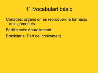 11.Vocabulari bàsic
Conades: órgans on es reprodueix la formació
 dels gàmenets.
Fertilització: Aparellament.
Braxiolaria: Part del creixement.
 