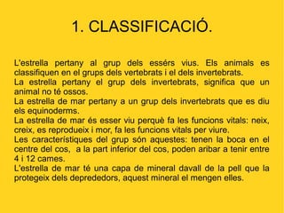 1. CLASSIFICACIÓ.

L'estrella pertany al grup dels essérs vius. Els animals es
classifiquen en el grups dels vertebrats i el dels invertebrats.
La estrella pertany el grup dels invertebrats, significa que un
animal no té ossos.
La estrella de mar pertany a un grup dels invertebrats que es diu
els equinoderms.
La estrella de mar és esser viu perquè fa les funcions vitals: neix,
creix, es reprodueix i mor, fa les funcions vitals per viure.
Les característiques del grup són aquestes: tenen la boca en el
centre del cos, a la part inferior del cos, poden aribar a tenir entre
4 i 12 cames.
L'estrella de mar té una capa de mineral davall de la pell que la
protegeix dels deprededors, aquest mineral el mengen elles.
 