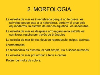 2. MORFOLOGIA.
La estrella de mar és invertebrada perquè no té ossos, és
  salvatge peque esta a la naturaleza, pertany el grup dels
  equinoderms, la estrella de mar és aquàtica i és sedentària,
La estrella de mar es desplasa arrosegant-se la estrella es
  carnivora, respira per través de brànquies
La estrella de mar té tres tipus de reproduccio: ovipar, asexual,
i hermafrodita.
La fecundació és externa, el part simple, viu a sones humides.
La estrella de mar pot arribar a tenir 4 cames
Potser de molts de colors.
 