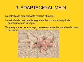 3. ADAPTACIÓ AL MEDI.
La estrella de mar s'adapta molt bé al medi.
La estrella de mar canvia segons el lloc on està perquè els
  depredadors no la vegin.
Tambe quan es hora de reproduir-se els mascles canvien de color
  per impresionar a la famella.
 