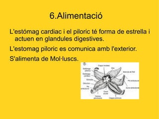 6.Alimentació
L'estómag cardiac i el piloric té forma de estrella i
  actuen en glandules digestives.
L'estomag piloric es comunica amb l'exterior.
S'alimenta de Mol·luscs.
 