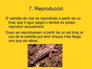 7. Reproducció
S' estrella de mar se reprodueix a partir de un
  braç que li agui caigut o també es poden
  reproduir sexualment.
Quan es reprodueixen a partir de un sol braç el
 cos de la estrella pot tenir braços més llargs
 uns que els altres.
 