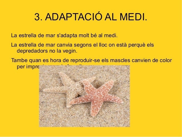 Com Respiren Les Estrelles De Mar