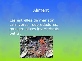 Aliment
Les estrelles de mar són
carnívores i depredadores,
mengen altres invertebrats
petits.
 