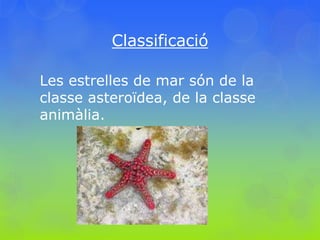Classificació
Les estrelles de mar són de la
classe asteroïdea, de la classe
animàlia.
 
