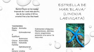 ESTRELLA DE
MAR BLAVA/
(LINCKIA
LAEVIGATA)
Es distribueix en les aigües
tropicals de l'oceà indo-pacífic,
des de les costes d'àfrica
oriental fins a les illes hawái
TAXONOMIA:
Regne: Animalia
Fílum:
Echinodermat
a
Subfílum:
Asterozoa
Classe: Asteroidea
Ordre: Valvatida
Família:
Ophidiasterid
ae
Génere: Linckia
S'alimenten d'algunes
filamentoses, detritus,
micro-organismes
presents a la sorra i la
roca viva.
 