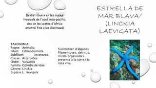 ESTRELLA DE
MAR BLAVA/
(LINCKIA
LAEVIGATA)
Es distribueix en les aigües
tropicals de l'oceà indo-pacífic,
des de les costes d'àfrica
oriental fins a les illes hawái
TAXONOMIA:
Regne: Animalia
Fílum: Echinodermata
Subfílum: Asterozoa
Classe: Asteroidea
Ordre: Valvatida
Família: Ophidiasteridae
Génere: Linckia
Espècie:L. laevigata
S'alimenten d'algunes
filamentoses, detritus,
micro-organismes
presents a la sorra i la
roca viva.
 