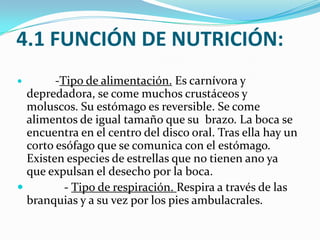 4.1 FUNCIÓN DE NUTRICIÓN:
       -Tipo de alimentación. Es carnívora y
  depredadora, se come muchos crustáceos y
  moluscos. Su estómago es reversible. Se come
  alimentos de igual tamaño que su brazo. La boca se
  encuentra en el centro del disco oral. Tras ella hay un
  corto esófago que se comunica con el estómago.
  Existen especies de estrellas que no tienen ano ya
  que expulsan el desecho por la boca.
         - Tipo de respiración. Respira a través de las
  branquias y a su vez por los pies ambulacrales.
 