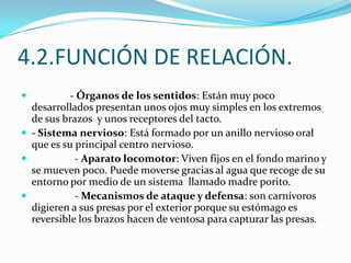 4.2.FUNCIÓN DE RELACIÓN.
          - Órganos de los sentidos: Están muy poco
  desarrollados presentan unos ojos muy simples en los extremos
  de sus brazos y unos receptores del tacto.
 - Sistema nervioso: Está formado por un anillo nervioso oral
  que es su principal centro nervioso.
           - Aparato locomotor: Viven fijos en el fondo marino y
  se mueven poco. Puede moverse gracias al agua que recoge de su
  entorno por medio de un sistema llamado madre porito.
           - Mecanismos de ataque y defensa: son carnívoros
  digieren a sus presas por el exterior porque su estómago es
  reversible los brazos hacen de ventosa para capturar las presas.
 