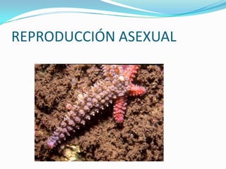 REPRODUCCIÓN ASEXUAL
 