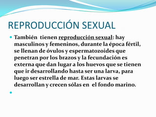 REPRODUCCIÓN SEXUAL
 También tienen reproducción sexual: hay
    masculinos y femeninos, durante la época fértil,
    se llenan de óvulos y espermatozoides que
    penetran por los brazos y la fecundación es
    externa que dan lugar a los huevos que se tienen
    que ir desarrollando hasta ser una larva, para
    luego ser estrella de mar. Estas larvas se
    desarrollan y crecen sólas en el fondo marino.

 