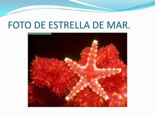 FOTO DE ESTRELLA DE MAR.
 