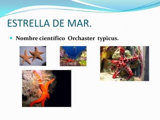 ESTRELLA DE MAR.
 Nombre científico Orchaster typicus.
 