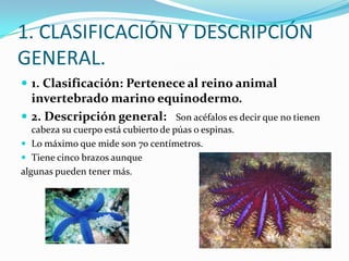 1. CLASIFICACIÓN Y DESCRIPCIÓN
GENERAL.
 1. Clasificación: Pertenece al reino animal
  invertebrado marino equinodermo.
 2. Descripción general: Son acéfalos es decir que no tienen
   cabeza su cuerpo está cubierto de púas o espinas.
 Lo máximo que mide son 70 centímetros.
 Tiene cinco brazos aunque
algunas pueden tener más.
 