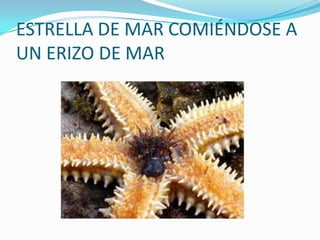 ESTRELLA DE MAR COMIÉNDOSE A
UN ERIZO DE MAR
 