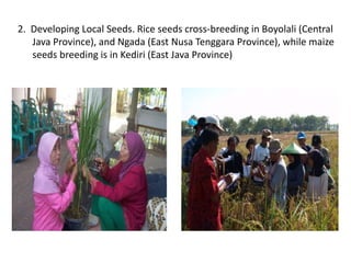 2. Developing Local Seeds. Rice seeds cross-breeding in Boyolali (Central 
Java Province), and Ngada (East Nusa Tenggara Province), while maize 
seeds breeding is in Kediri (East Java Province) 
 