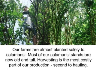 Our farms are almost planted solely to 
calamansi. Most of our calamansi stands are 
now old and tall. Harvesting is the most costly 
part of our production - second to hauling. 
 