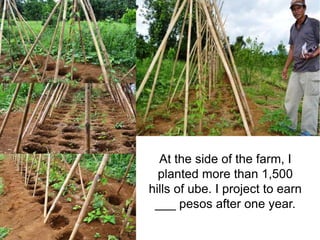 At the side of the farm, I 
planted more than 1,500 
hills of ube. I project to earn 
___ pesos after one year. 
 