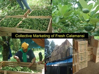 Collective Marketing of Fresh Calamansi 
 