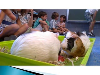 Estrellita y manchitas