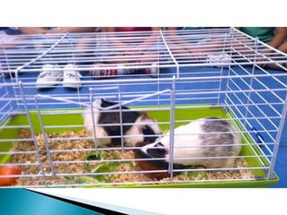 Estrellita y manchitas