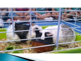 Estrellita y manchitas