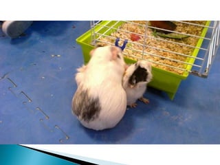 Estrellita y manchitas