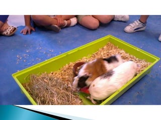 Estrellita y manchitas