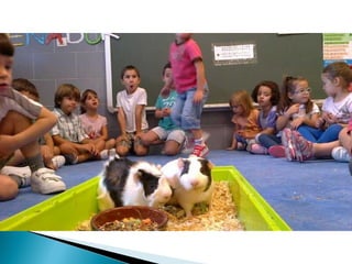 Estrellita y manchitas