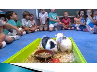 Estrellita y manchitas