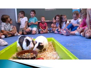 Estrellita y manchitas