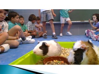 Estrellita y manchitas