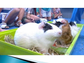 Estrellita y manchitas