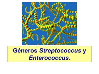 Géneros Streptococcus y
Enterococcus.
 