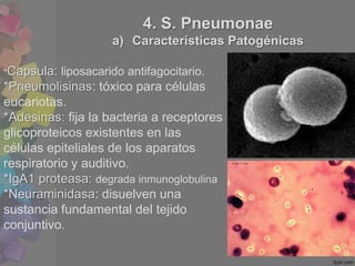 c) Diagnostico
Frotis tenidos
Prueba de tumefacción
Cultivos

d) Tratamiento
Penicilina G
                  5. Enterococos...