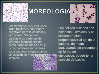 • Los estreptococos son cocos
gram positivos,inmoviles y
negativos para la catalasa y
la oxidasa. Crecen en
parejas o en cadenas de
diferente longitud, crecen
como pares en medios muy
ricos, pero forman cadenas
cada vez mas largas cuando
se cultivan en medios mas
simples.

• Las celulas aisladas son
esfericas u ovoides, y se
dividen en plano
perpendicular al eje de la
cadena, de modo
que, cuando se presentan
en forma de
diplococos, puede tener
aspecto de bacilo.

 