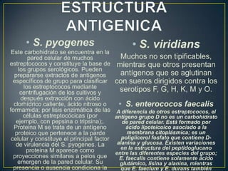 • S. pyogenes

• S. viridians

Este carbohidrato se encuentra en la
Muchos no son tipificables,
pared celular de muchos
estreptococos y constituye la base de mientras que otros presentan
los grupos serológicos. Pueden
antígenos que se aglutinan
prepararse extractos de antígenos
específicos de grupo para clasificar con sueros dirigidos contra los
los estreptococos mediante
serotipos F, G, H, K, M y O.
centrifugación de los cultivos y
después extracción con ácido
clorhídrico caliente, ácido nitroso o
• S. enterococos faecalis
formamida; por lisis enzimática de las A diferencia de otros estreptococos, el
células estreptocócicas (por
antígeno grupo D no es un carbohidrato
ejemplo, con pepsina o tripsina);.
de pared celular. Está formado por
ácido lipoteicoico asociado a la
Proteina M se trata de un antígeno
membrana citoplásmica; es un
proteico que pertenece a la parde
poliglicerol fosfato que contiene Dcelular y constituye el principal factor
alanina y glucosa. Existen variaciones
de virulencia del S. pyogenes. La
en la estructura del peptidoglucano
proteina M aparece como
entre las diferentes especies del grupo;
proyecciones similares a pelos que
E. faecalis contiene solamente ácido
emergen de la pared celular. Su
glutámico, lisina y alanina, mientras
presencia o ausencia condiciona la
que E. faecium y E. durans también

 