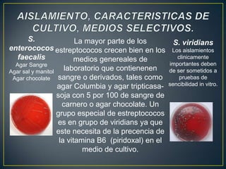 S.
La mayor parte de los
enterococos estreptococos crecen bien en los
faecalis
medios genereales de
Agar Sangre
laboratorio que contienenen
Agar sal y manitol
Agar chocolate sangre o derivados, tales como
agar Columbia y agar tripticasasoja con 5 por 100 de sangre de
carnero o agar chocolate. Un
grupo especial de estreptococos
es en grupo de viridians ya que
este necesita de la precencia de
la vitamina B6 (piridoxal) en el
medio de cultivo.

S. viridians
Los aislamientos
clinicamente
importantes deben
de ser sometidos a
pruebas de
sencibilidad in vitro.

 
