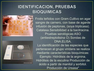 • Frotis teñidos con Gram.Cultivo en agar
sangre de carnero, con base de agarde
infusiòn de peptonas, (soya tripticasa).
Catalasa.Sensibilidad a la bacitracina.
Pruebas serológicas:ASO
(antiestreptolisina O) Sondas de
DNA.ELISA.
La identificación de las especies que
pertenecen al grupo viridans se realiza
mediante características bioquímicas:
Ejemplo: Hidrólisis de la arginina.
Hidrólisis de la esculina Producción de
ácido a partir de manitol y sorbitol.
Producción de Ureasa"

 