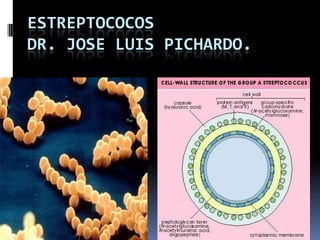 ESTREPTOCOCOS
DR. JOSE LUIS PICHARDO.

 
