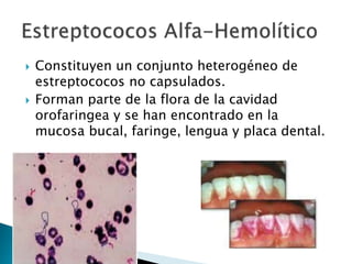  Constituyen un conjunto heterogéneo de
estreptococos no capsulados.
 Forman parte de la flora de la cavidad
orofaringea y se han encontrado en la
mucosa bucal, faringe, lengua y placa dental.
 