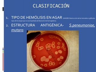 CLASIFICACIÓN
1. TIPO DE HEMÓLISIS EN AGAR SANGRE-Destrucción de los hematíes o glóbulos
rojos de la sangre que va acompañada de liberación de hemoglobina.
2. ESTRUCTURA ANTIGÉNICA- S.peneumoniae,
mutans
 