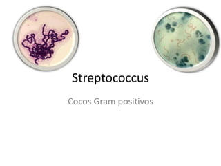 Streptococcus
Cocos Gram positivos
 