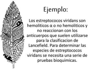 Ejemplo:
Los estreptococos viridans son
hemoliticos α o no hemoliticos y
no reaccionan con los
anticuerpos que suelen utilizarse
para la clasificacion de
Lancefield. Para determinar las
especies de estreptococos
viridans se necesita una serie de
pruebas bioquimicas.
 