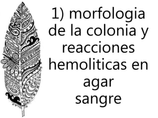 1) morfologia
de la colonia y
reacciones
hemoliticas en
agar
sangre
 