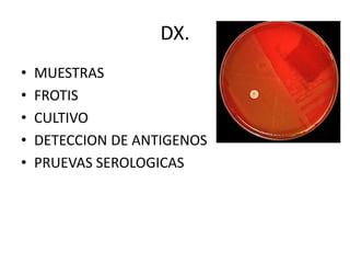 DX.
• MUESTRAS
• FROTIS
• CULTIVO
• DETECCION DE ANTIGENOS
• PRUEVAS SEROLOGICAS
 