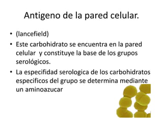 Antigeno de la pared celular.
• (lancefield)
• Este carbohidrato se encuentra en la pared
celular y constituye la base de los grupos
serológicos.
• La especifidad serologica de los carbohidratos
especificos del grupo se determina mediante
un aminoazucar
 